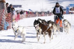 Lenk 2013